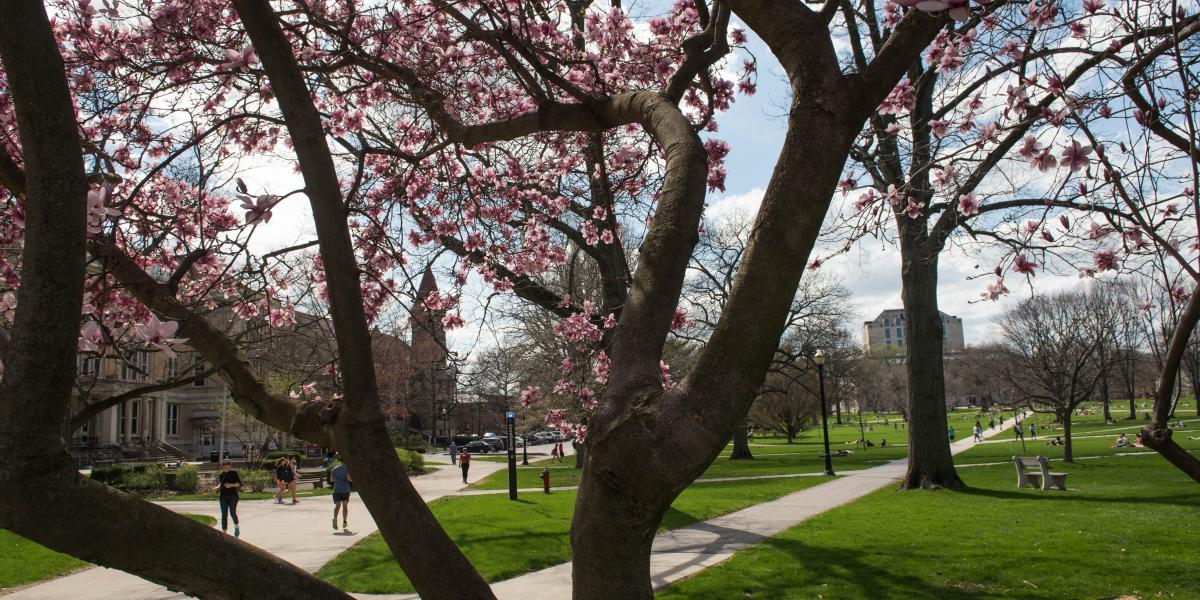 trees beginning to bloom in spring on the oval