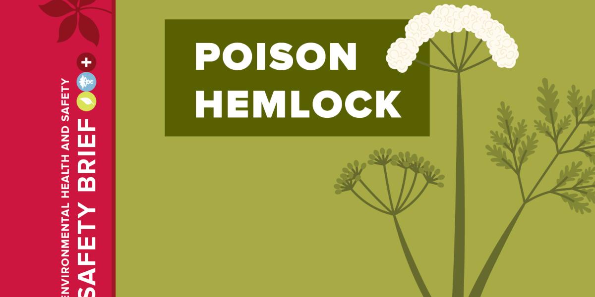 Vector image of poison hemlock.