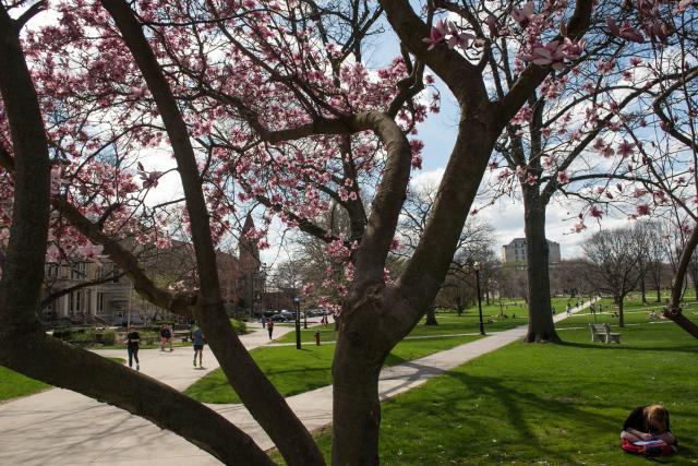 trees beginning to bloom in spring on the oval